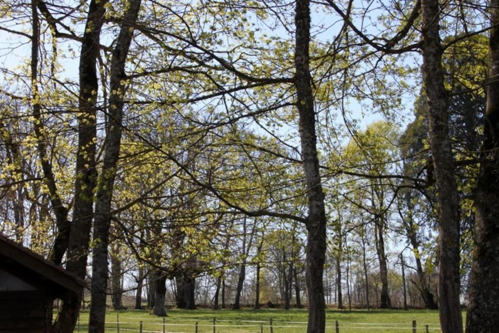 Les Gites De Recoleine Nébouzat Exterior foto
